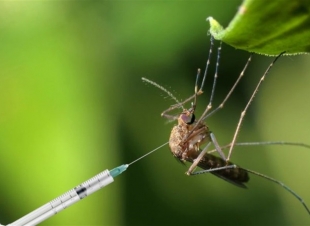 هل ينقل البعوض فيروس كورونا؟